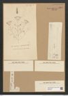 Licmophora flabellata (Carm.) Ag. (de-Toni-Nr.: Genus 86, Species 2953) Zeichnungen Sammlung Grunow Nr. 5964 (NHMW-BOT-W0374440)